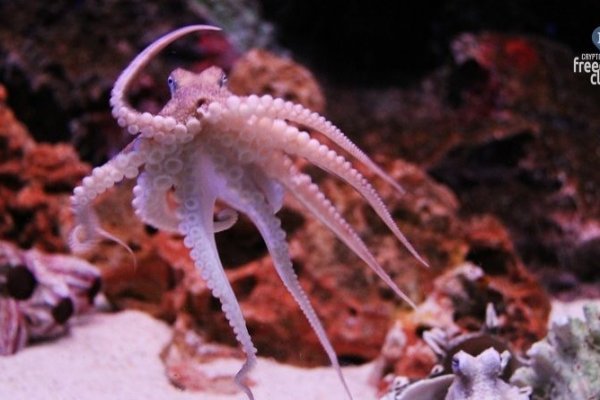 Кракен 16 at