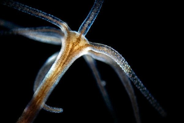 Kraken kraken link24 info